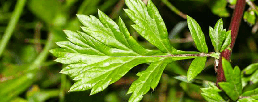 Misk Otu (Pelin Otu) Alerjisi – Moleküler Alerji Testi