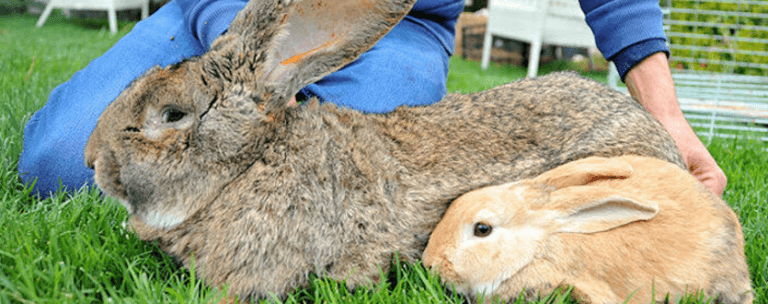 Tavşan Eti Alerjisi Belirtileri Nelerdir? Moleküler Alerji Testi
